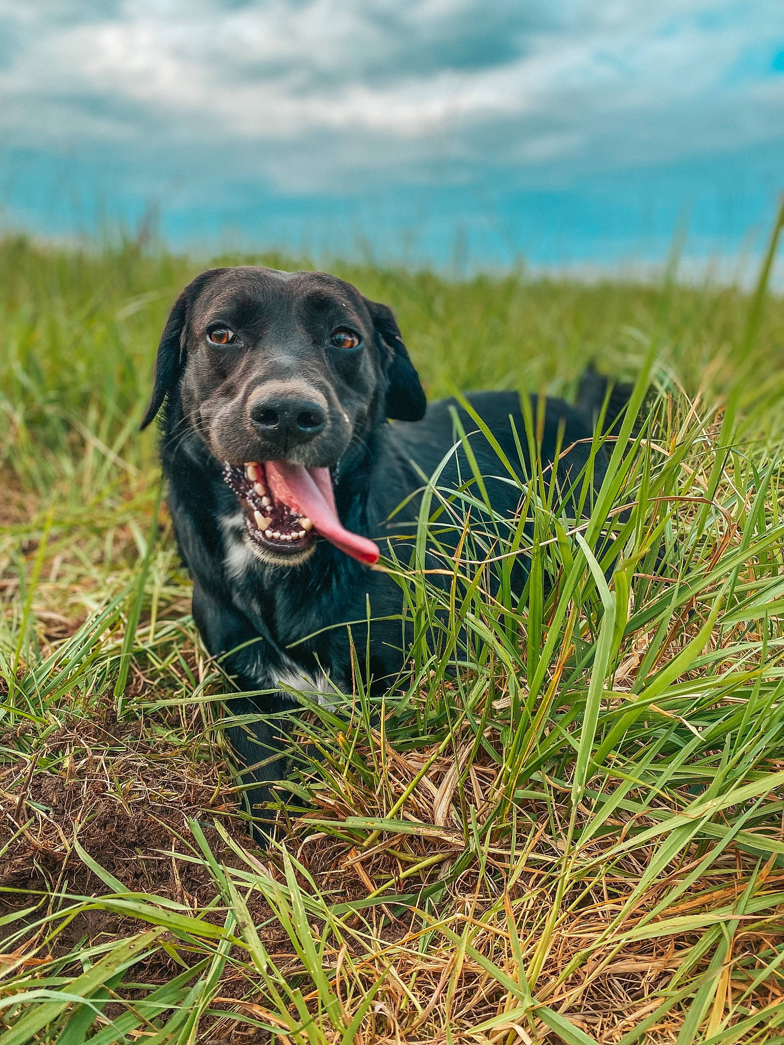 Mocka a rejoint le concours — aidez-le/la à gagner de superbes lots ! borador, canidae, carnivore, dog, dog_breed, field_trial, flat_coated_retriever, grass, grass_family, hunting_dog, labrador_retriever, mammal, plant, pointing_breed, retriever, snout, sporting_group, vertebrate