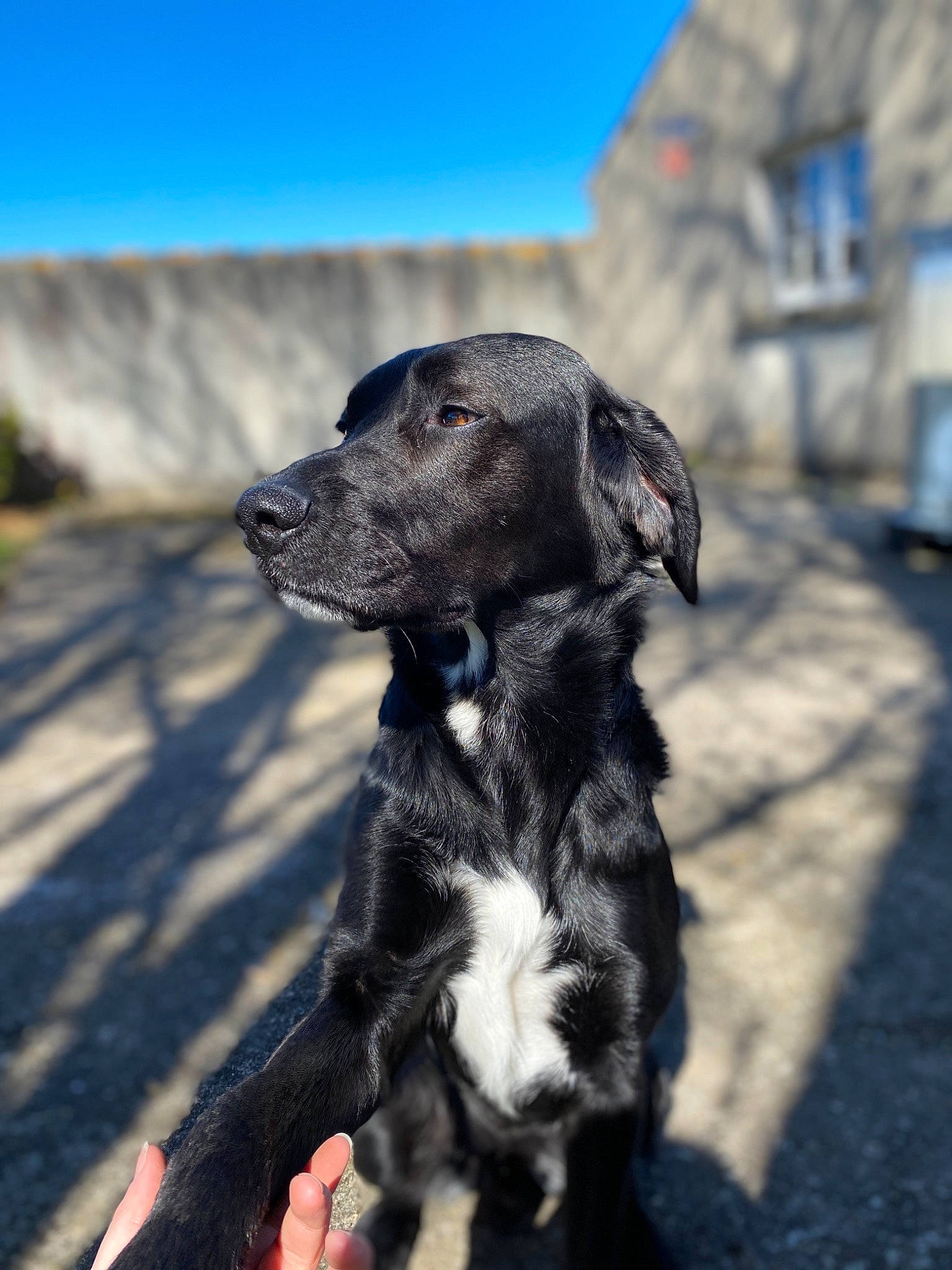 Mocka a rejoint le concours — aidez-le/la à gagner de superbes lots ! canidae, carnivore, dog, dog_breed, guard_dog, hunting_dog, mammal, puppy, snout, sporting_group, working_dog