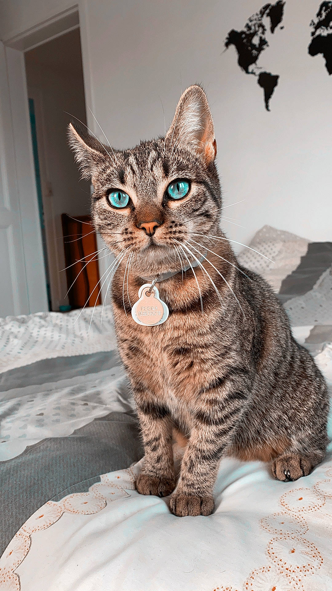 Peera participe au concours pour gagner de l'argent avec cette photo : american_shorthair, asian, australian_mist, california_spangled, carnivore, cat, domestic_short_haired_cat, dragon_li, egyptian_mau, european_shorthair, felidae, kitten, mammal, ocicat, pixie_bob, small_to_medium_sized_cats, snout, tabby_cat, vertebrate, whiskers