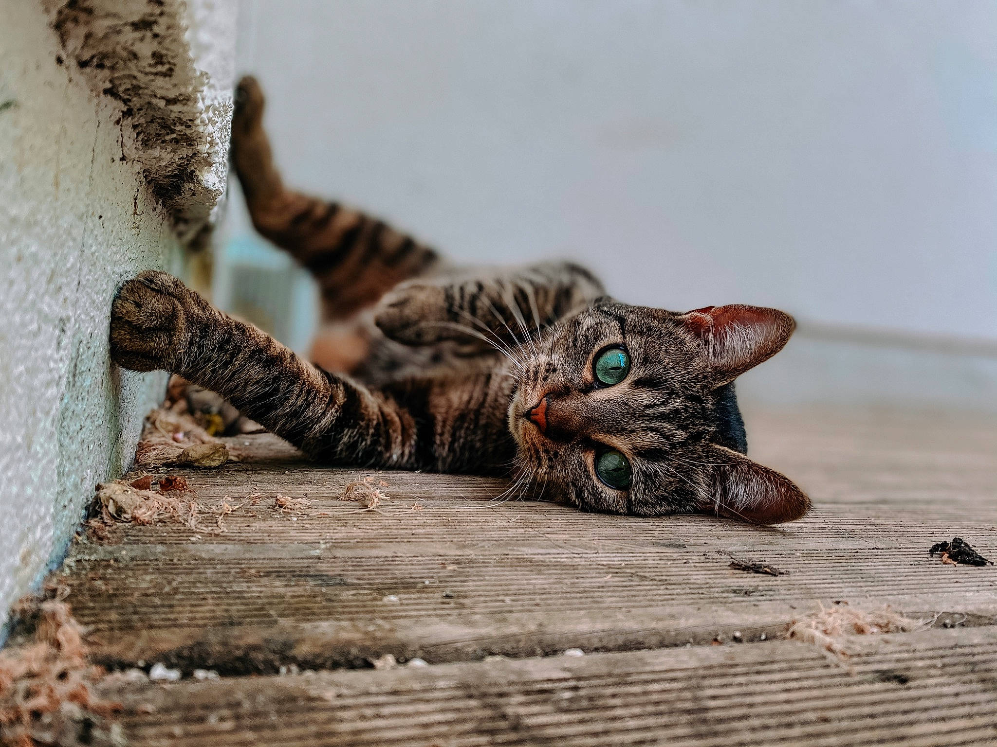 Peera a rejoint le concours — aidez-le/la à gagner de superbes lots ! aegean_cat, asian, bengal, carnivore, cat, domestic_short_haired_cat, dragon_li, european_shorthair, felidae, kitten, ocicat, organism, rusty_spotted_cat, small_to_medium_sized_cats, tabby_cat, toyger, whiskers, wild_cat, wildlife, wood