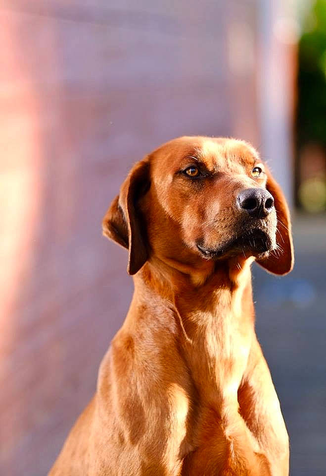 Handy participe au concours pour gagner de l'argent avec cette photo : broholmer, canidae, carnivore, coonhound, dog, dog_breed, fawn, hound, hunting_dog, mammal, portuguese_pointer, rare_breed_dog, redbone_coonhound, rhodesian_ridgeback, snout, sporting_group, vertebrate, vizsla