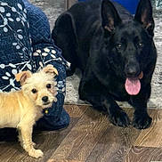 Kayla Bourgeois joined the competition — help win amazing prizes! dog, small_dog, large_dog, indoor, floor, wooden_floor, carpet, blue_cushion, patterned_cushion, tongue_out, pets, companion, curious, relaxed, fur, ears, animal, domestic, friendly, cute