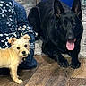 dog, small_dog, large_dog, indoor, floor, wooden_floor, carpet, blue_cushion, patterned_cushion, tongue_out, pets, companion, curious, relaxed, fur, ears, animal, domestic, friendly, cute