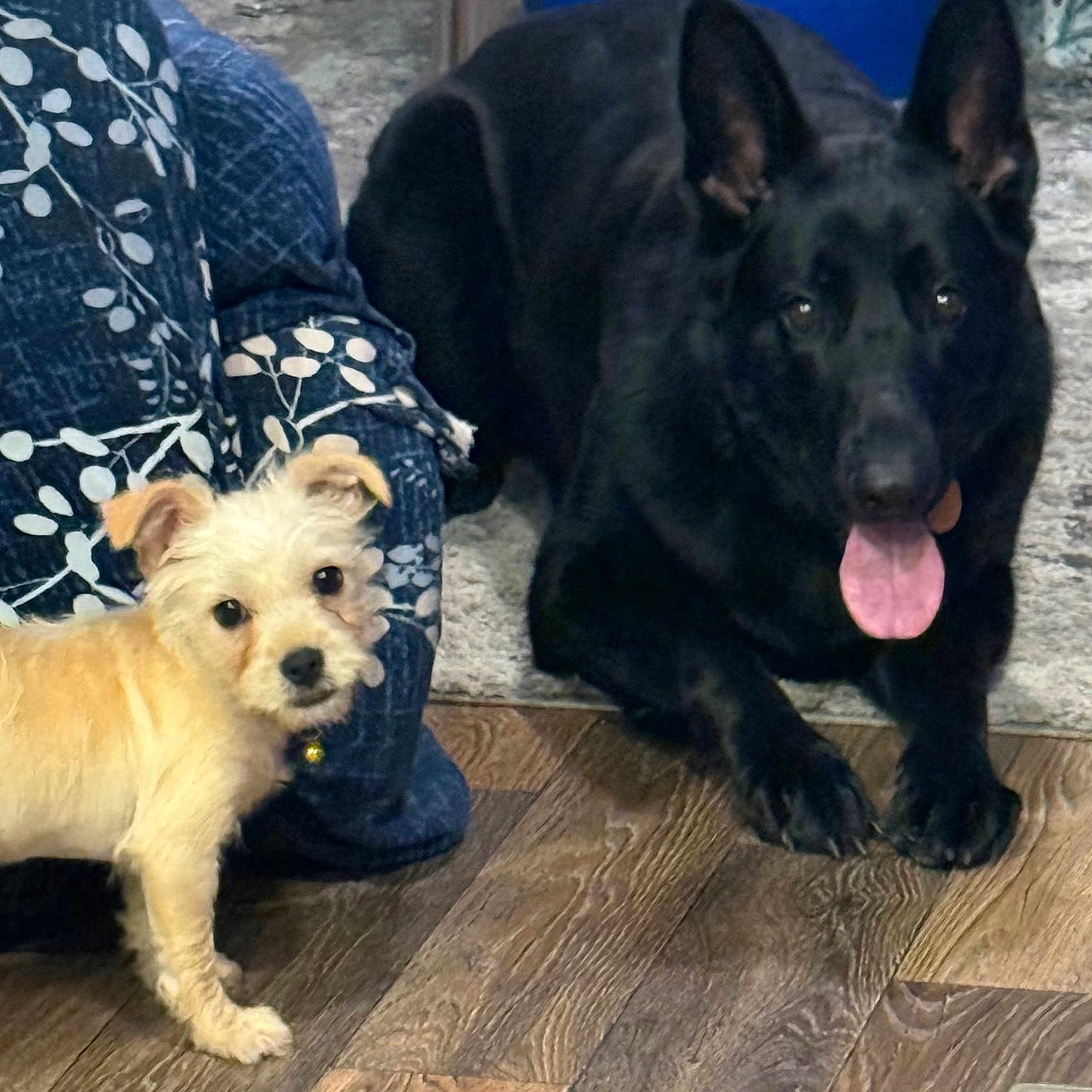 Kayla Bourgeois joined the competition — help win amazing prizes! dog, small_dog, large_dog, indoor, floor, wooden_floor, carpet, blue_cushion, patterned_cushion, tongue_out, pets, companion, curious, relaxed, fur, ears, animal, domestic, friendly, cute