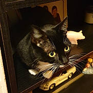 Nessie is registered to the contest to win money with this photo: animal, black_cat, black_fur, cat, close_up, cozy, curious, decor, figurine, furniture, indoors, knick_knacks, pet, photo_frame, shelf, toy_car, warm_lighting, whiskers, white_paws, yellow_eyes