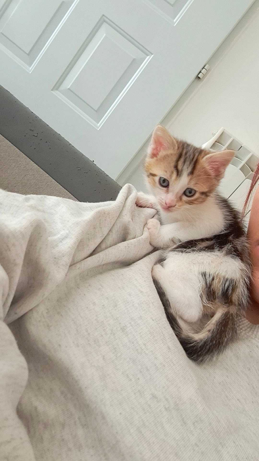 Ouna a rejoint le concours — aidez-le/la à gagner de superbes lots ! bed, carnivore, cat, comfort, couch, domestic_short_haired_cat, door, fawn, felidae, fur, linens, paw, photo_caption, sitting, sleeve, small_to_medium_sized_cats, tail, whiskers, window, wood