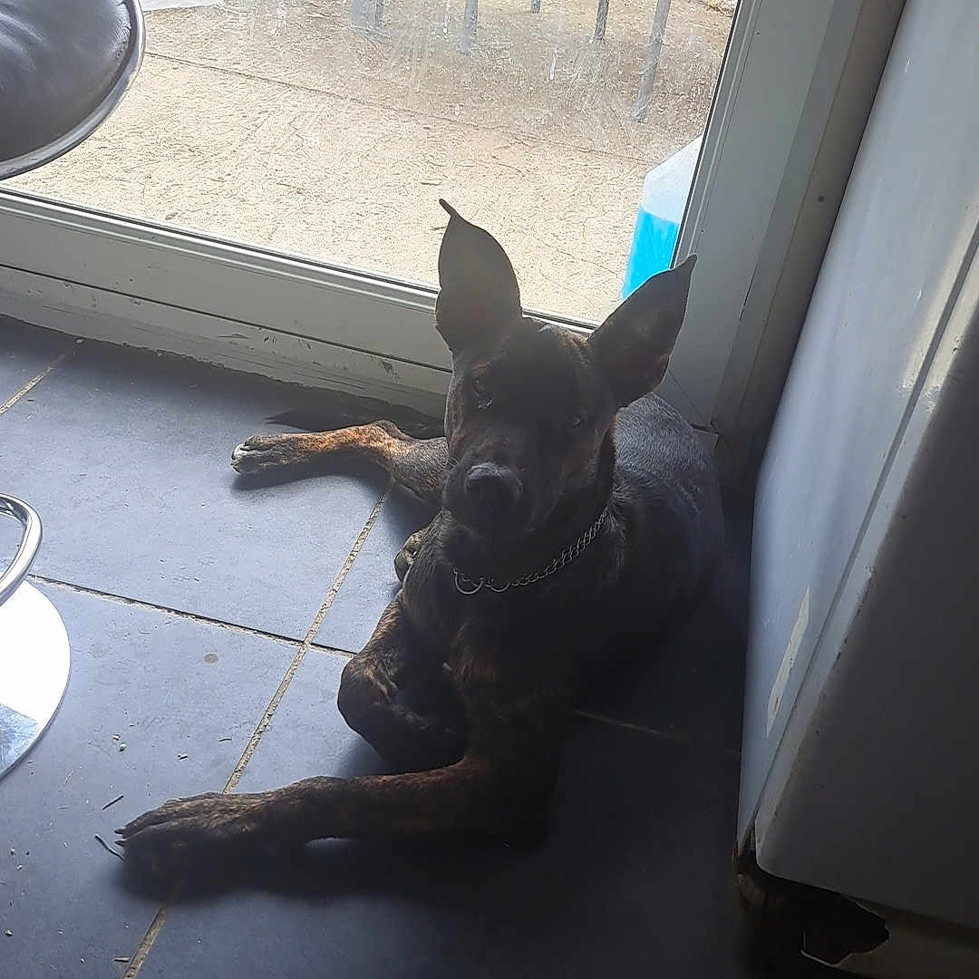 Falco a rejoint le concours — aidez-le/la à gagner de superbes lots ! animal, architecture, bulldog, canine, chihuahua, dog, door, frenchbulldog, head, hound, indoors, interiordesign, labradorretriever, person, pet, pitbull, puppy, slate, tile, wood