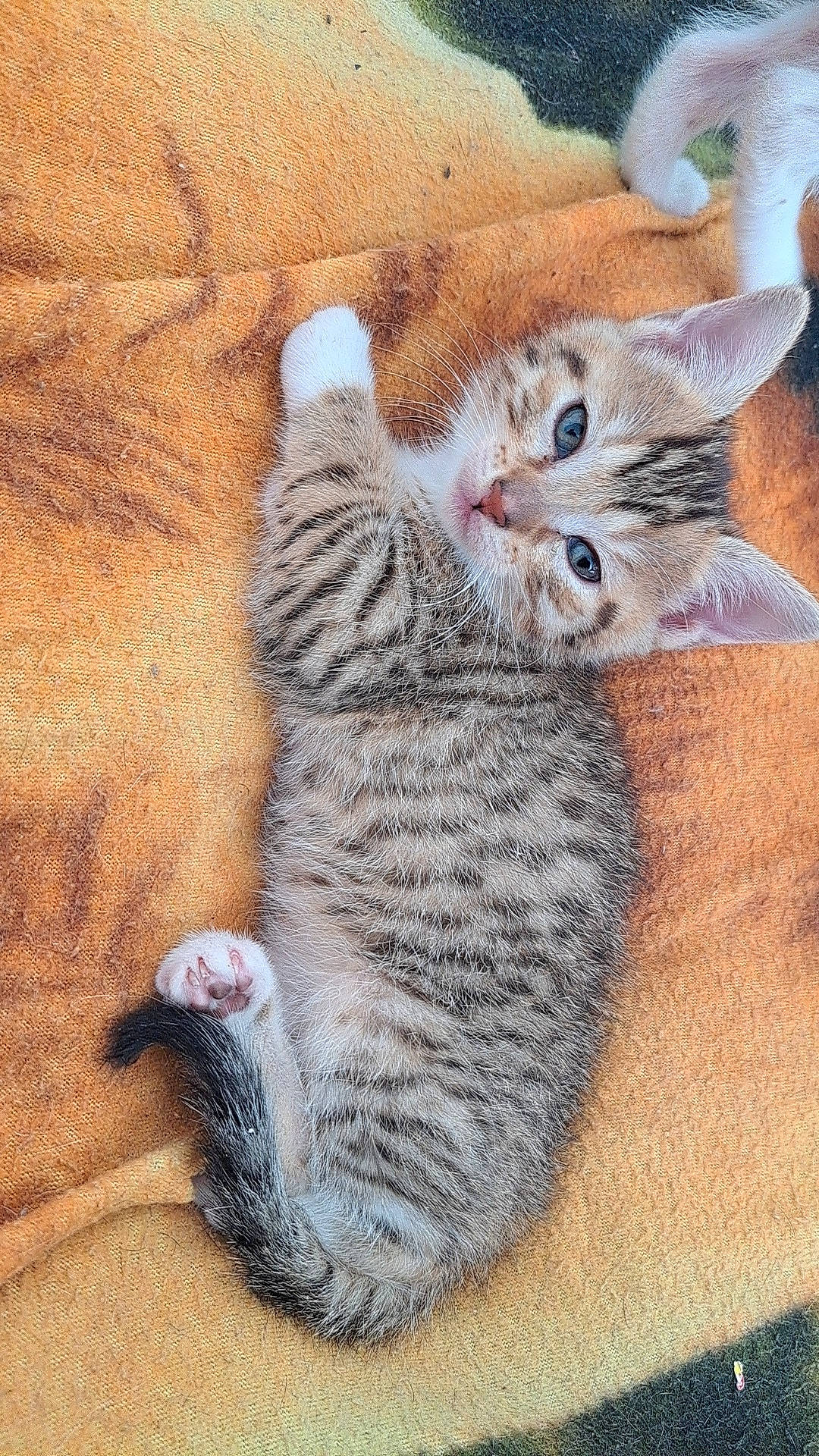 Joy a rejoint le concours — aidez-le/la à gagner de superbes lots ! carnivore, cat, claw, comfort, domestic_short_haired_cat, felidae, foot, fur, nap, paw, photo_caption, sitting, small_to_medium_sized_cats, snout, tail, whiskers