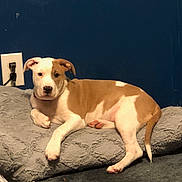 Buddy joined the competition — help win amazing prizes! animal, brown_and_white, carpet, collar, cute, dog, dog_bed, ears, floor, fur, indoor, looking, pet, power_outlet, puppy, relaxed, resting, tail, wall, young_dog