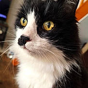 Diabolo participe au concours pour gagner de l'argent avec cette photo : cat, black_and_white, close_up, portrait, yellow_eyes, whiskers, fur, pet, indoor, animal, cute, feline, mammal, looking_away, soft_background, domestic_cat, curious, face, head, fluffy