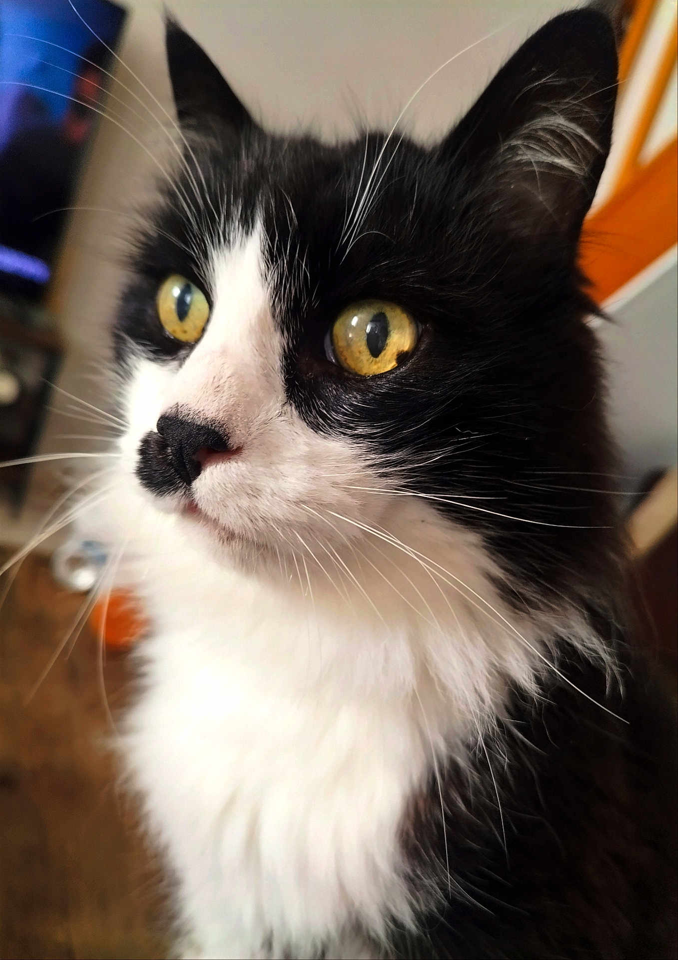 Diabolo participe au concours pour gagner de l'argent avec cette photo : cat, black_and_white, close_up, portrait, yellow_eyes, whiskers, fur, pet, indoor, animal, cute, feline, mammal, looking_away, soft_background, domestic_cat, curious, face, head, fluffy
