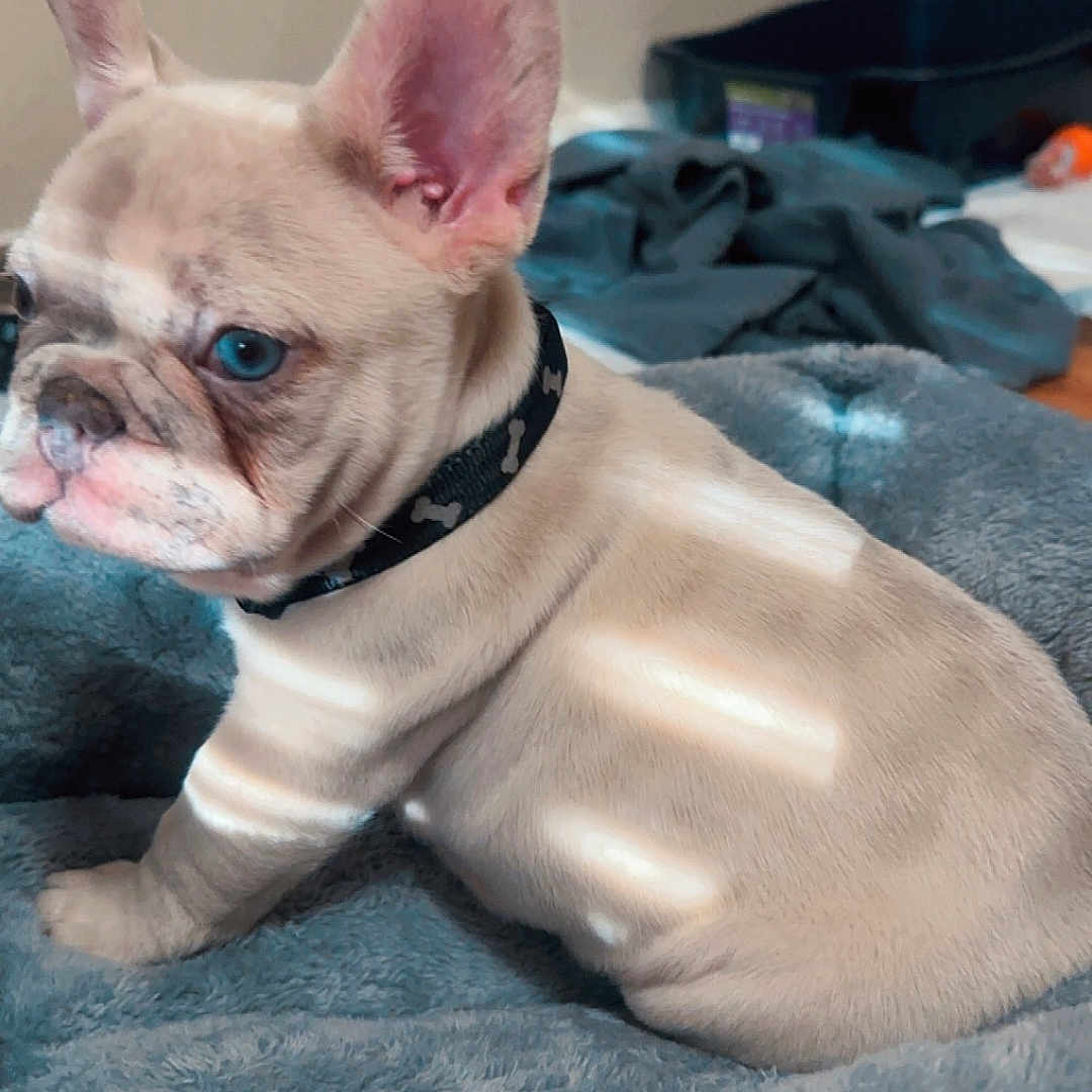 Weston is registered to the contest to win money with this photo: animal, bed, bedroom, blanket, bostonbull, boxer, bulldog, canine, cat, dog, frenchbulldog, furniture, indoors, pet, pitbull, puppy, quilt, room, whitedog