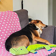 Bulla participe au concours pour gagner de l'argent avec cette photo : alligator_toy, black, blanket, brown, couch, cozy, dog, fabric, fur, furniture, home, indoor, nap, pet, polka_dot, relaxation, resting, sleeping, stuffed_toy, wall