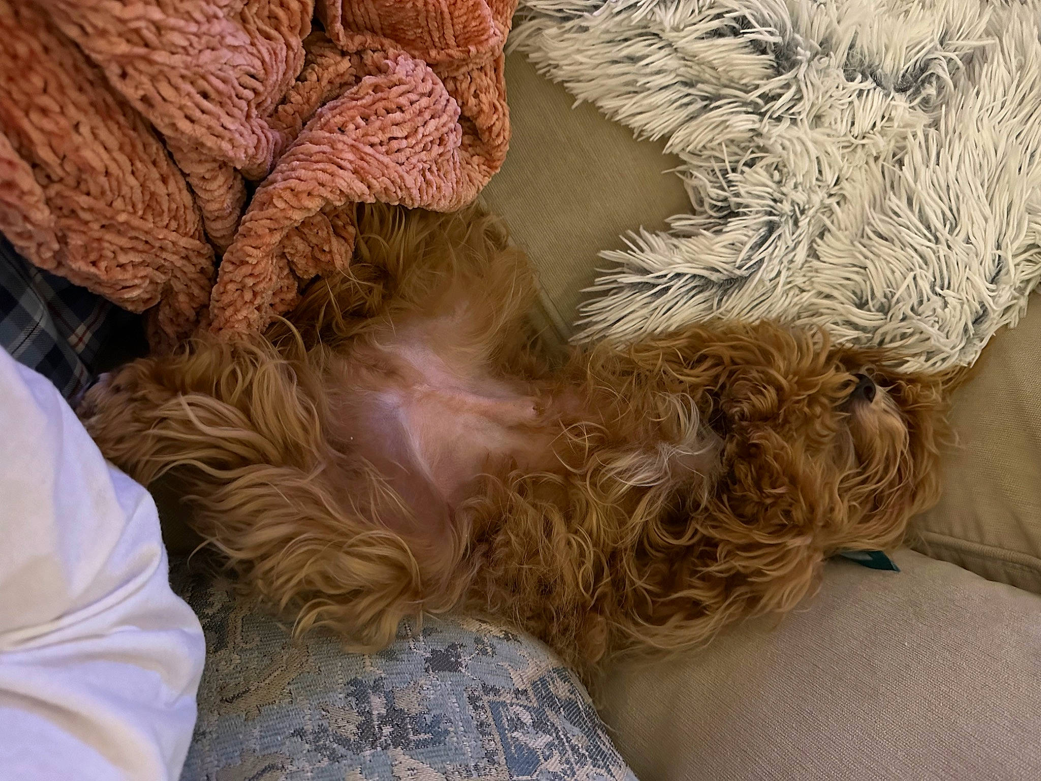 Harrison joined the competition — help win amazing prizes! canidae, carnivore, comfort, companion_dog, dog, dog_breed, dress, ear, fawn, fur, hair, hat, leg, linens, liver, snout, sporting_group, tail, working_animal, wrinkle