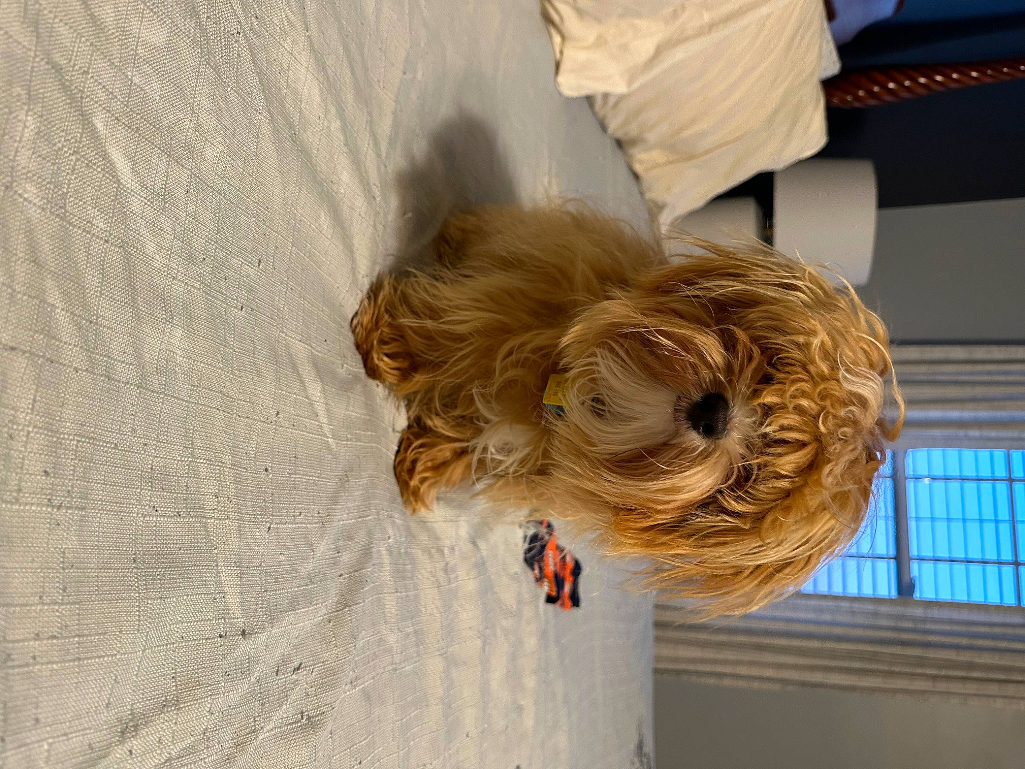 Harrison is registered to the contest to win money with this photo: canidae, carnivore, ceiling, companion_dog, dog, dog_breed, dog_collar, eyewear, fashion_accessory, fawn, flooring, fur, gesture, hardwood, liver, sporting_group, toy_dog, tree, window, wood