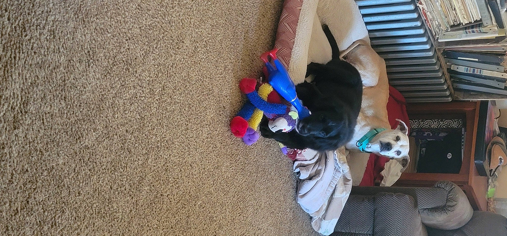 Ruger joined the competition — help win amazing prizes! canidae, carnivore, child, comfort, companion_dog, dog, dog_breed, dog_supply, electric_blue, fawn, flooring, fun, fur, human_leg, leisure, recreation, sporting_group, tail, toy, tree