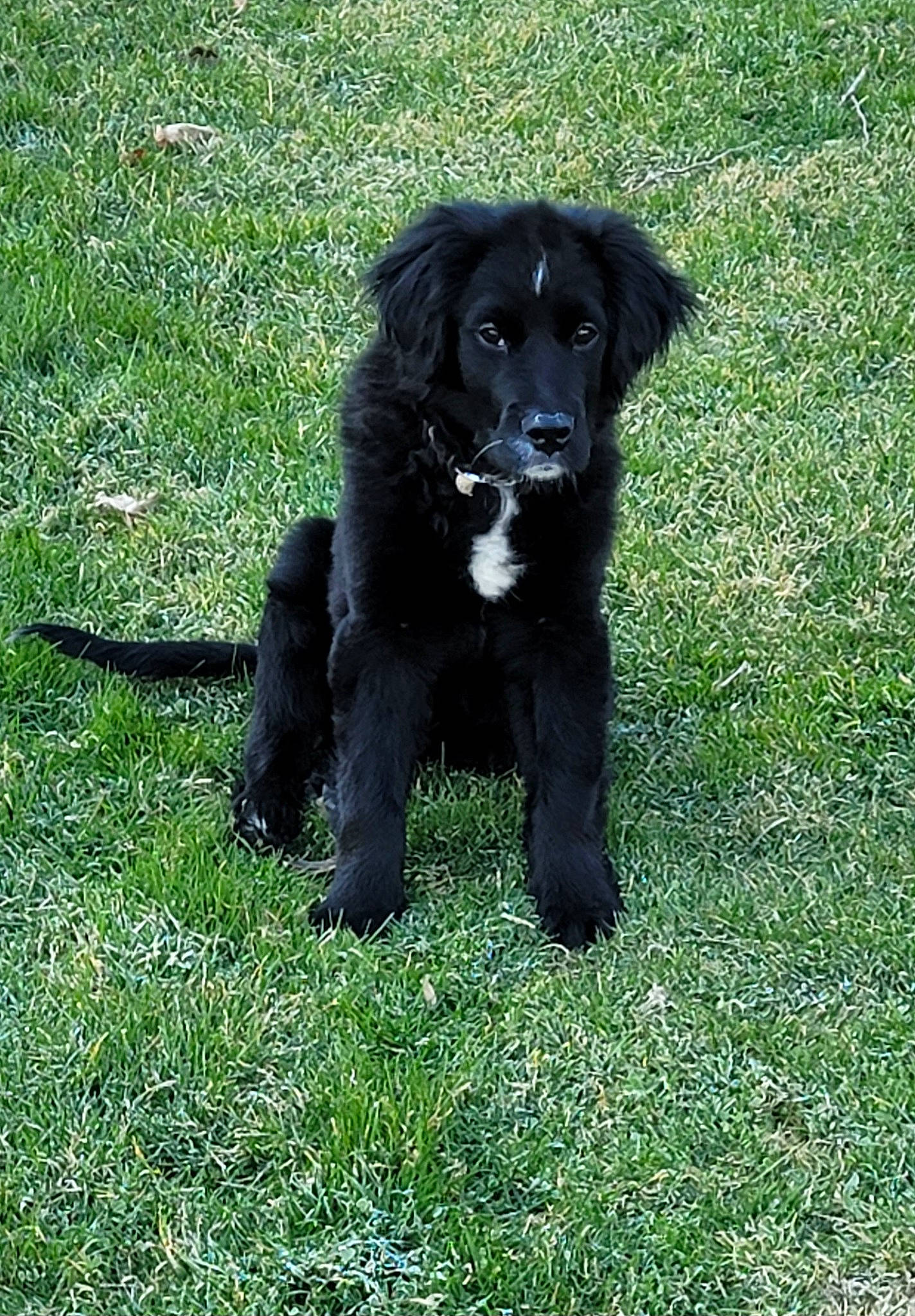 Ruger joined the competition — help win amazing prizes! borador, carnivore, companion_dog, dog, dog_breed, fur, grass, gun_dog, hunting_dog, plant, retriever, sporting_group, terrestrial_animal, working_animal, working_dog