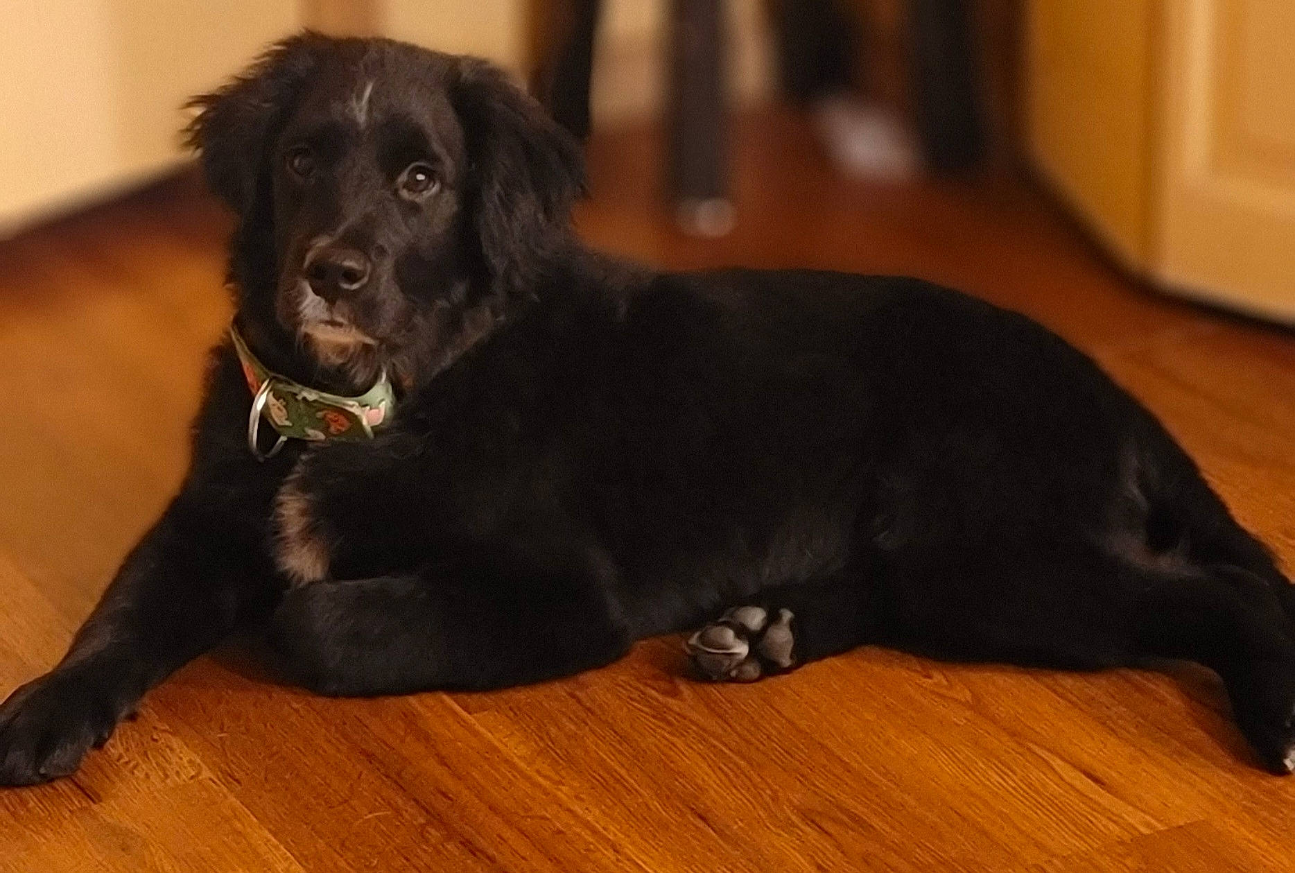 Ruger is registered to the contest to win money with this photo: borador, canidae, carnivore, companion_dog, dog, dog_breed, flooring, fur, gun_dog, hardwood, laminate_flooring, liver, snout, sporting_group, terrestrial_animal, varnish, wood, wood_flooring, wood_stain, working_animal