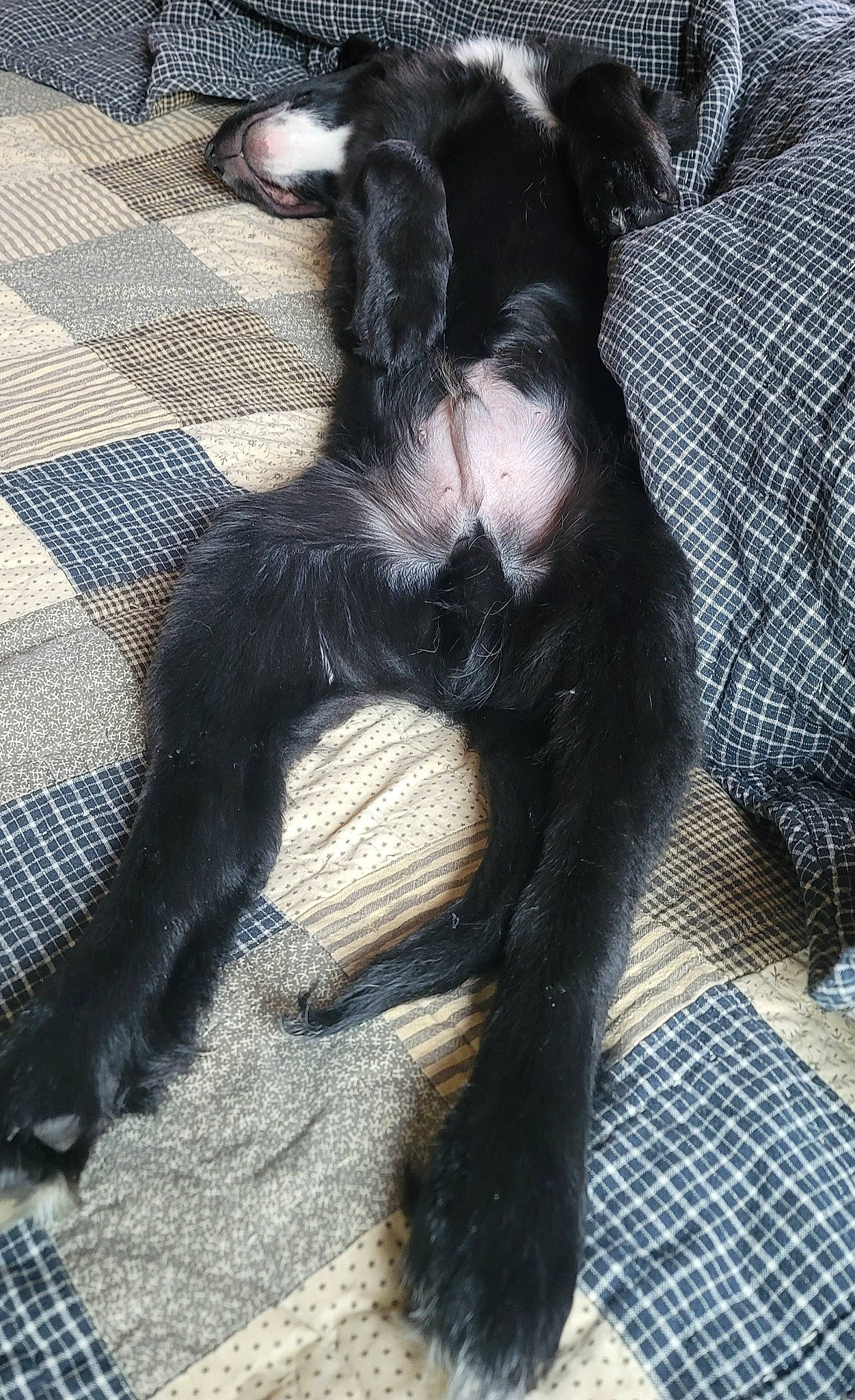 Ruger is registered to the contest to win money with this photo: canidae, carnivore, claw, comfort, companion_dog, dog, dog_breed, felidae, foot, fur, human_leg, mammal, nap, pattern, paw, small_to_medium_sized_cats, snout, sporting_group, tail, terrestrial_animal