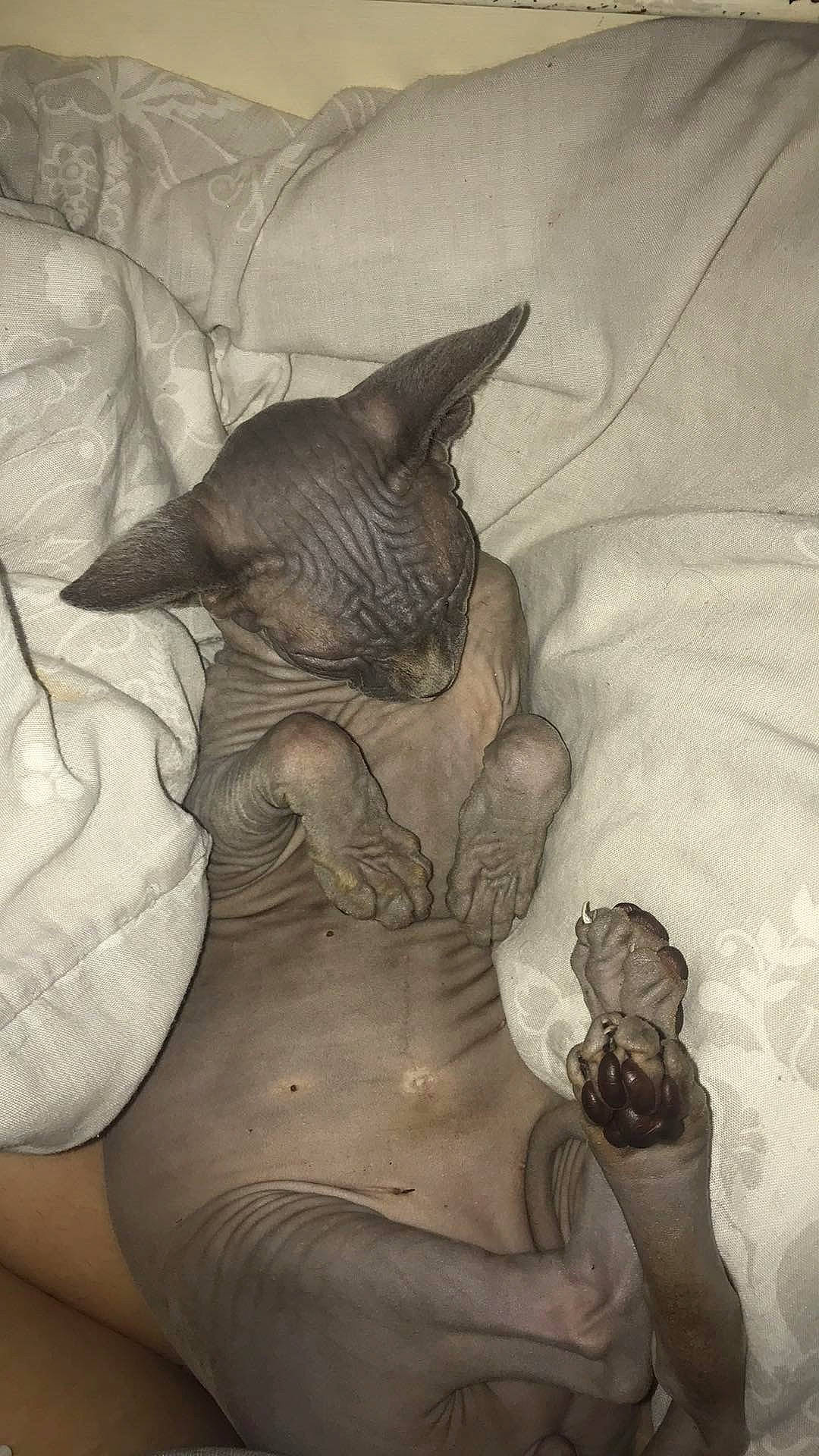 Dobbie joined the competition — help win amazing prizes! carnivore, cat, donskoy, felidae, kitten, peterbald, small_to_medium_sized_cats, sphynx, ukrainian_levkoy, whiskers