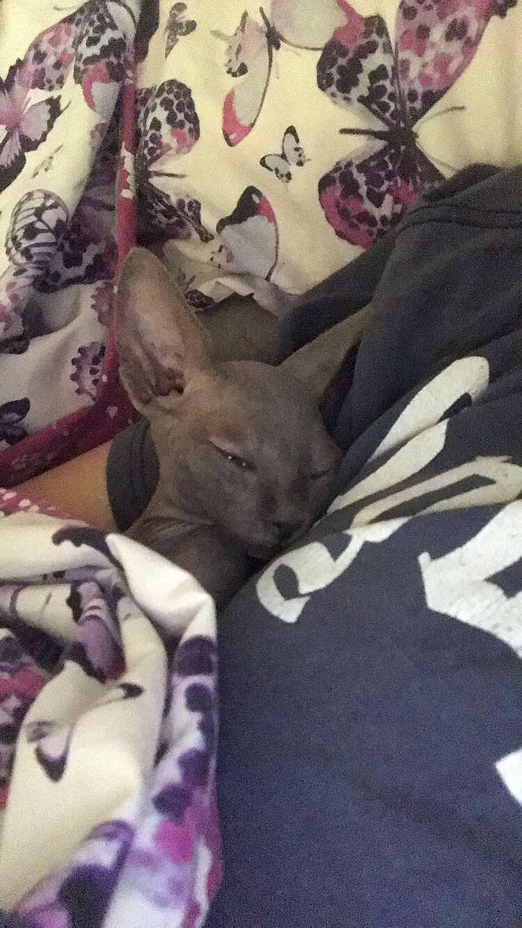 Dobbie is registered to the contest to win money with this photo: american_hairless_terrier, boston_terrier, canidae, carnivore, companion_dog, dog, dog_breed, donskoy, ear, fawn, french_bulldog, mammal, nap, non_sporting_group, puppy