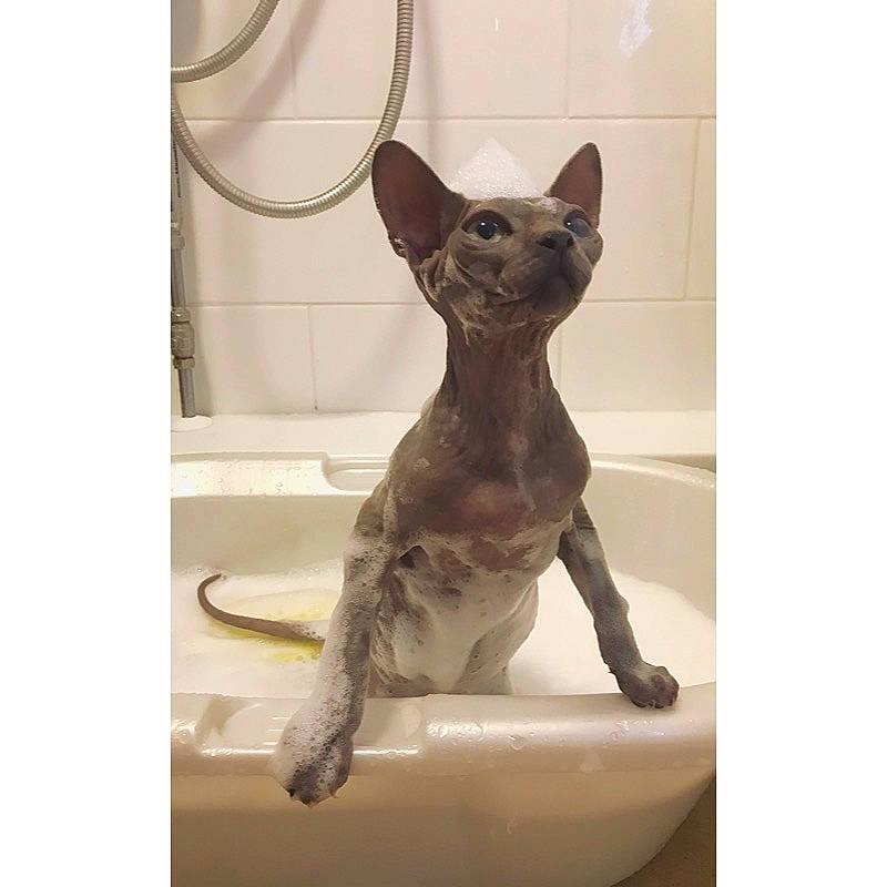 Dobbie is registered to the contest to win money with this photo: carnivore, cat, cornish_rex, devon_rex, donskoy, felidae, kitten, mammal, oriental_shorthair, peterbald, rex_cat, small_to_medium_sized_cats, sphynx, tail, vertebrate, whiskers