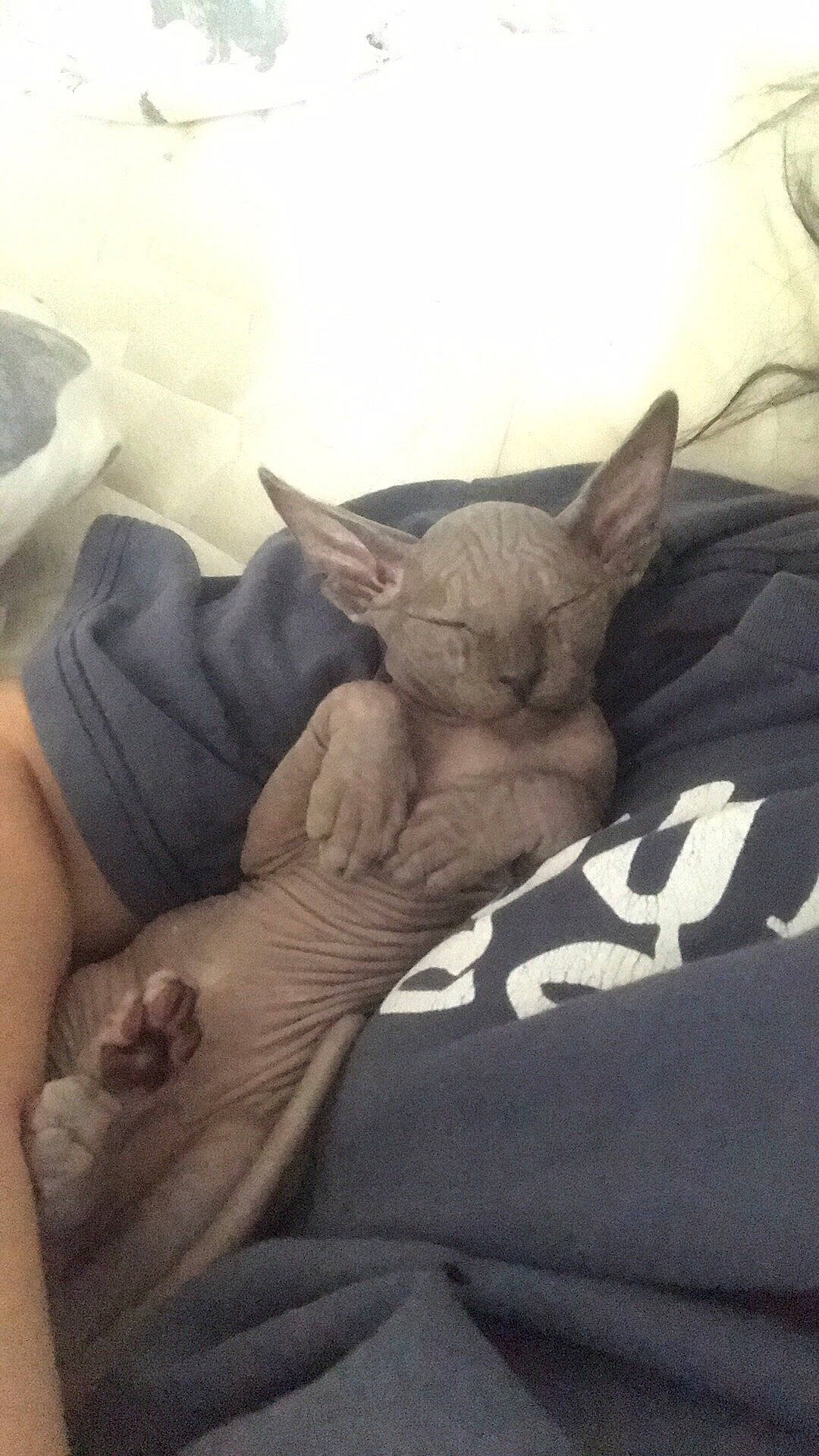 Dobbie is registered to the contest to win money with this photo: carnivore, cat, cornish_rex, devon_rex, donskoy, fawn, felidae, kitten, mammal, nap, peterbald, small_to_medium_sized_cats, sphynx