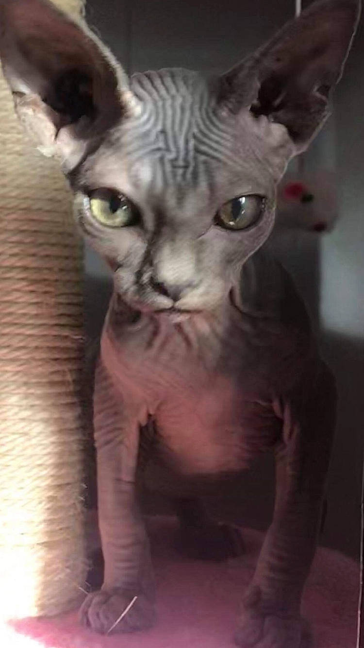 Dobbie is registered to the contest to win money with this photo: carnivore, cat, cornish_rex, devon_rex, donskoy, felidae, kitten, mammal, oriental_shorthair, peterbald, rex_cat, small_to_medium_sized_cats, snout, sphynx, ukrainian_levkoy, vertebrate, whiskers