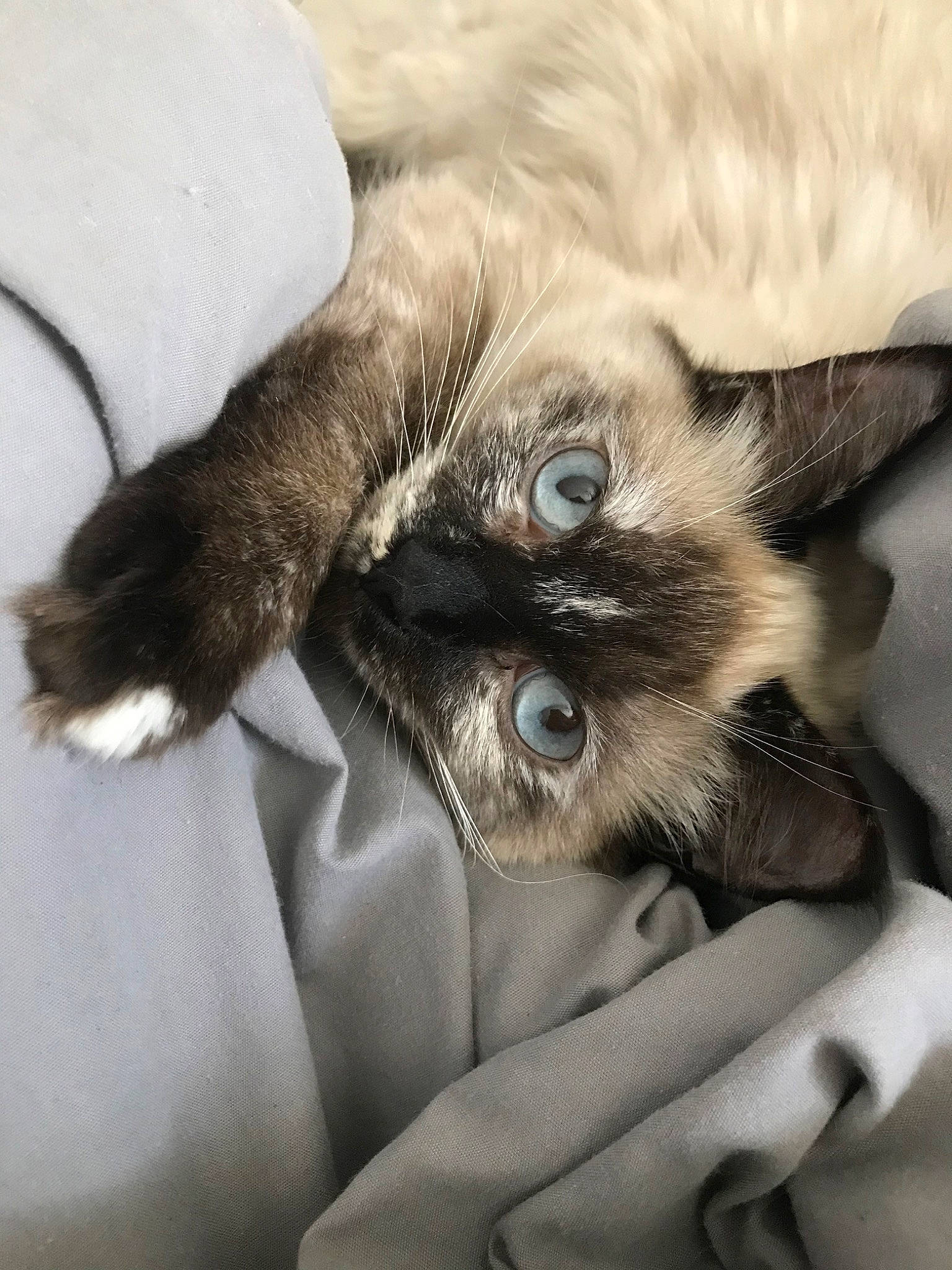 Lila joined the competition — help win amazing prizes! balinese, birman, burmese, carnivore, cat, claw, fawn, felidae, fur, himalayan, kitten, norwegian_forest_cat, paw, ragdoll, siamese, small_to_medium_sized_cats, snout, thai, tonkinese, whiskers