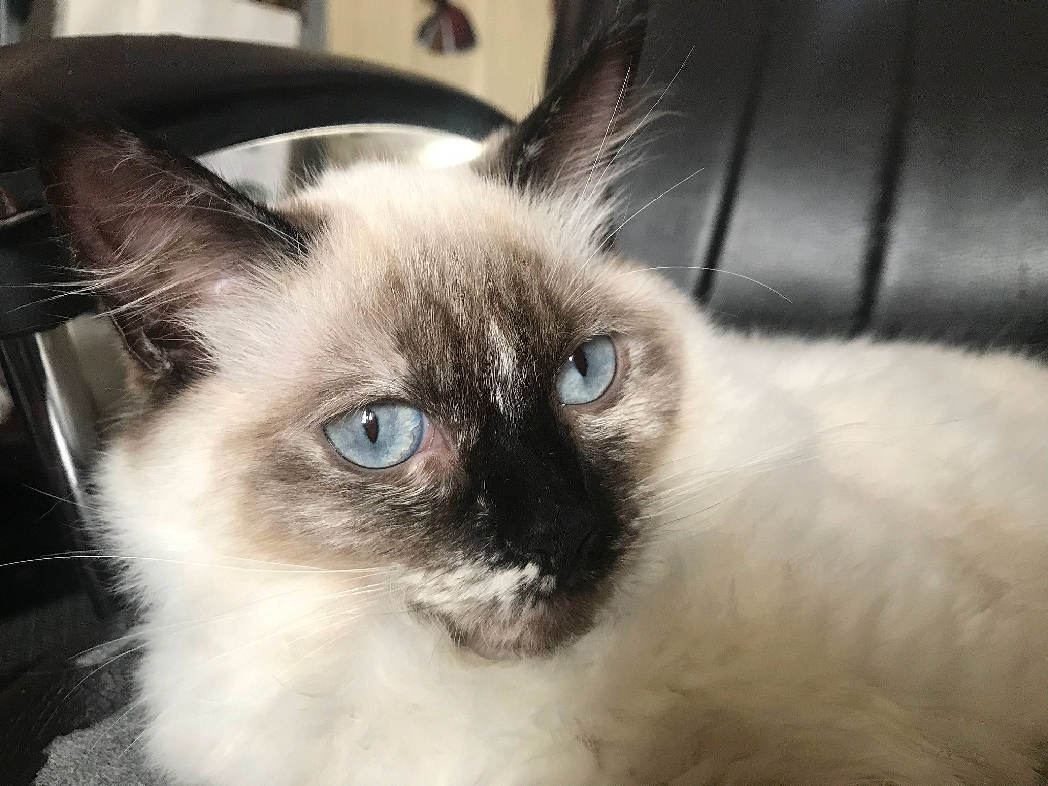 Lila is registered to the contest to win money with this photo: balinese, birman, carnivore, cat, ear, eye, face, felidae, head, iris, javanese, mammal, organ, ragdoll, siamese, small_to_medium_sized_cats, thai, tonkinese, vertebrate, whiskers