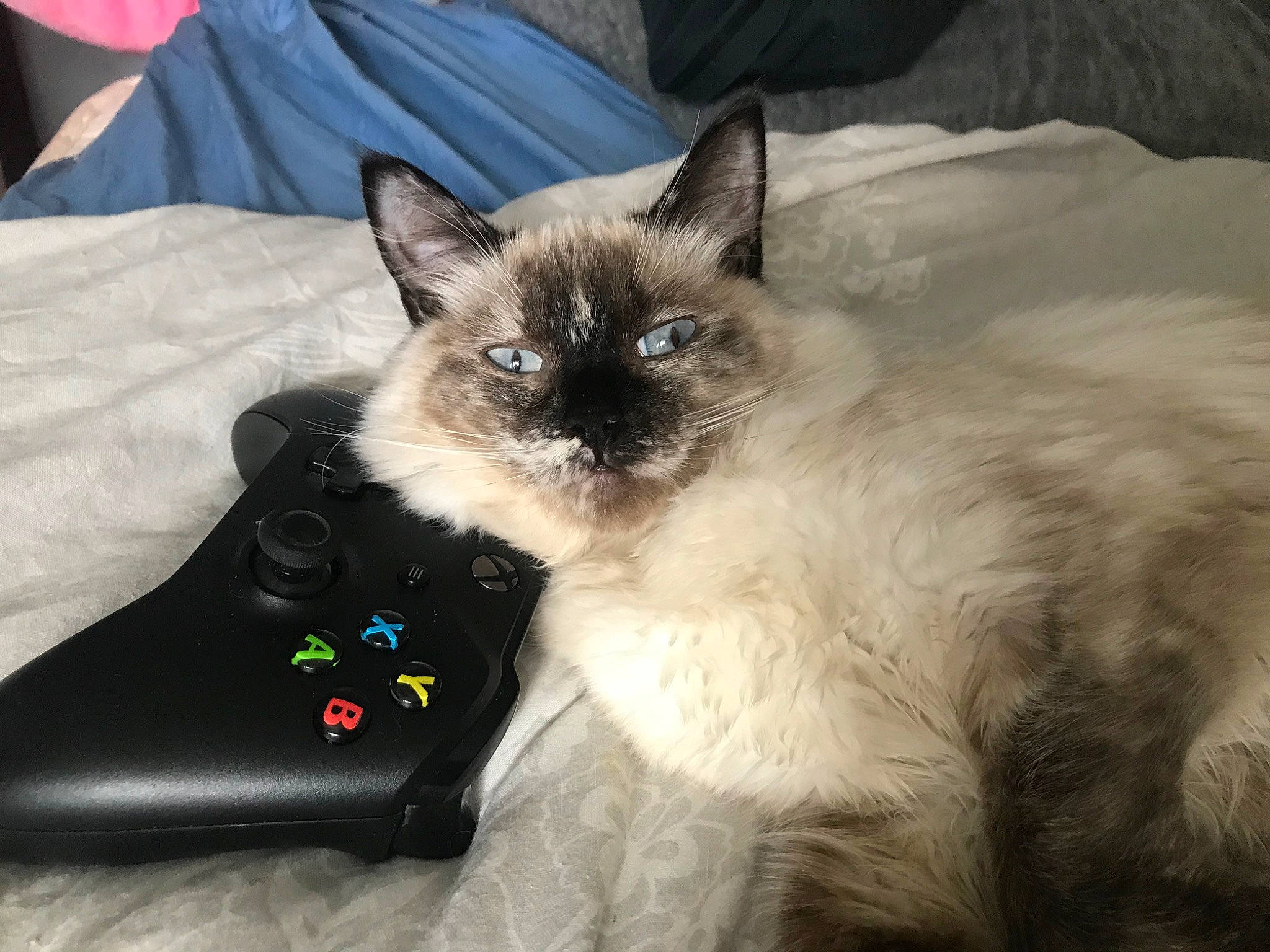 Lila joined the competition — help win amazing prizes! balinese, birman, carnivore, cat, domestic_long_haired_cat, eye, felidae, himalayan, iris, javanese, kitten, mammal, ragdoll, siamese, small_to_medium_sized_cats, snowshoe, thai, tonkinese, vertebrate, whiskers