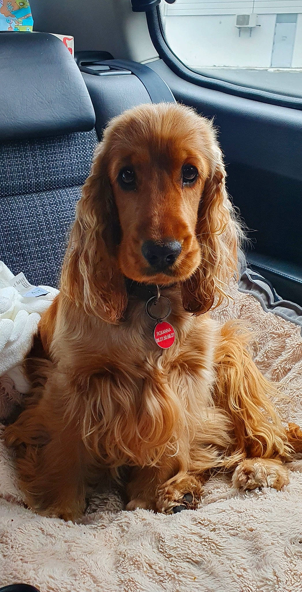 Roxanna participe au concours pour gagner de l'argent avec cette photo : canidae, carnivore, companion_dog, dog, dog_breed, dog_collar, door, fawn, fur, gun_dog, hunting_dog, liver, snout, spaniel, sporting_group, working_animal
