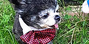 Joy Stitch participe au concours pour gagner de l'argent avec cette photo : dog, small_dog, bow_tie, grass, outdoor, pet, tongue_out, black_and_white, fluffy_fur, ears_up, cute, animal, canine, nature, greenery, playful, close_up, adorable, portrait, standing