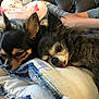 animal, arm, blanket, chihuahua, companion, cozy, cute, dog, domestic, fur, indoor, person, pet, quilt, relaxation, resting, sleeping, small_dog, snuggle, tongue_out