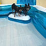 animal, blue, chihuahua, dog, ears, floating, fun, inflatable_pool, outdoor, paw, pet, playful, pool_toy, small_dog, summer, tongue, two_dogs, water, wet, white