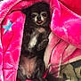 dog, small_dog, blanket, pink_blanket, fur, tongue_out, cute, pet, cozy, resting, indoor, relaxed, animal, fur_pattern, tail, paw, snout, sleepy, companion, comfort