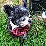 dog, small_dog, bow_tie, grass, outdoor, pet, tongue_out, black_and_white, fluffy_fur, ears_up, cute, animal, canine, nature, greenery, playful, close_up, adorable, portrait, standing