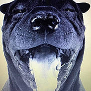 Victoire participe au concours pour gagner de l'argent avec cette photo : dog, black_dog, close_up, tongue_out, open_mouth, pet, animal, canine, portrait, happy, excited, whiskers, fur, nose, teeth, head, face, studio_lighting, monochrome, expression
