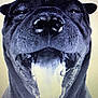 dog, black_dog, close_up, tongue_out, open_mouth, pet, animal, canine, portrait, happy, excited, whiskers, fur, nose, teeth, head, face, studio_lighting, monochrome, expression