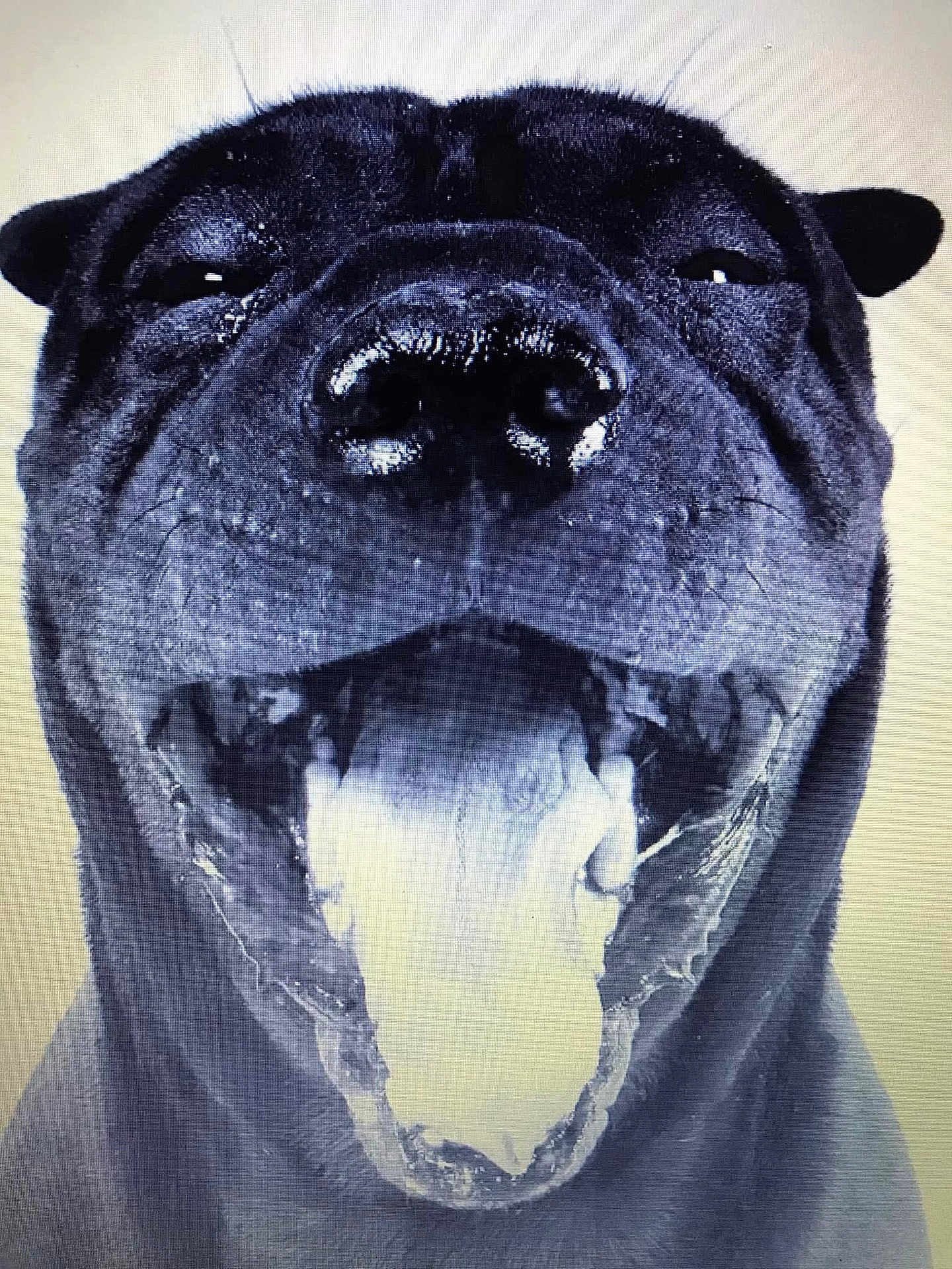 Victoire participe au concours pour gagner de l'argent avec cette photo : dog, black_dog, close_up, tongue_out, open_mouth, pet, animal, canine, portrait, happy, excited, whiskers, fur, nose, teeth, head, face, studio_lighting, monochrome, expression