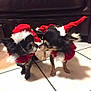 dog, small_dog, chihuahua, holiday_costume, red_hat, red_cape, indoor, floor_tile, black_fur, brown_fur, pet, cute, festive, christmas, animal, two_animals, costume, fur, close_up, interaction