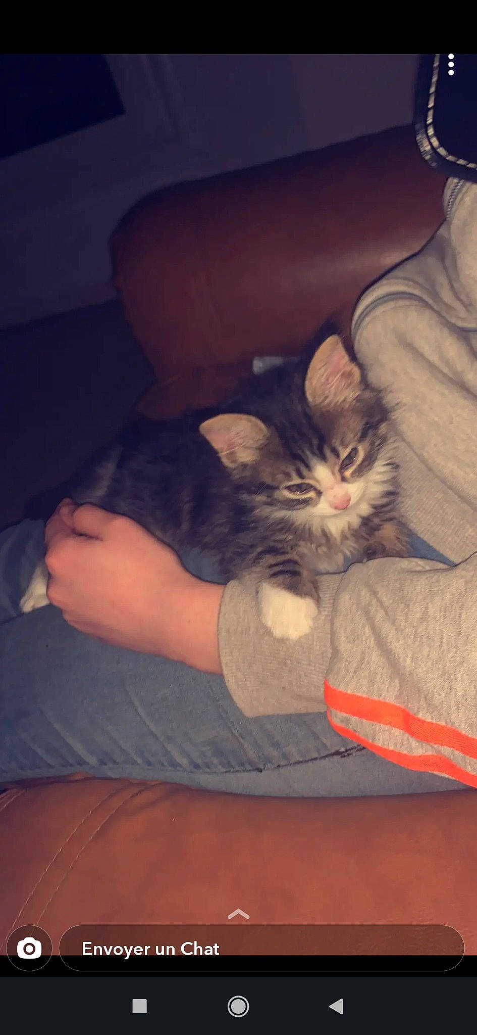 Saphir participe au concours pour gagner de l'argent avec cette photo : carnivore, cat, cloud, comfort, fawn, felidae, finger, foot, gesture, grey, human_leg, lap, leg, nail, small_to_medium_sized_cats, tail, thigh, vertebrate, whiskers, wood