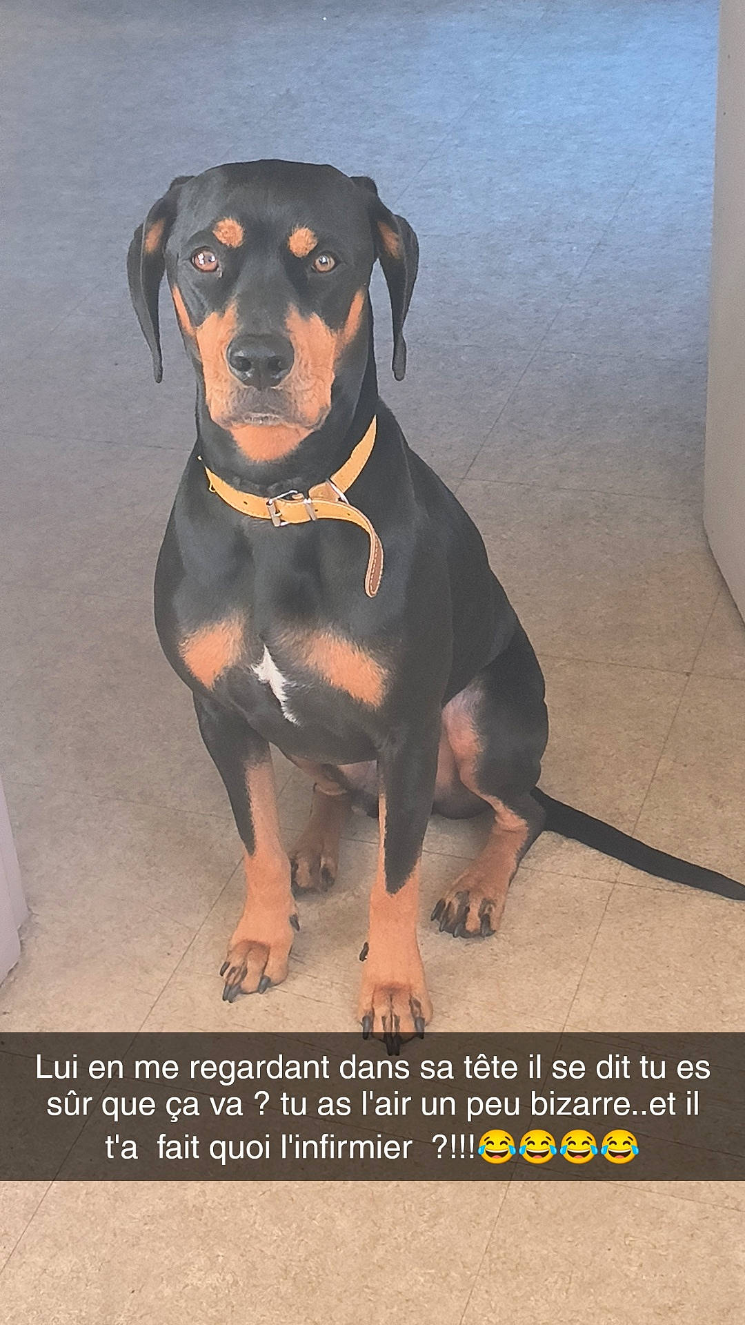 Rocky a rejoint le concours — aidez-le/la à gagner de superbes lots ! canidae, carnivore, companion_dog, dobermann, dog, dog_breed, fawn, guard_dog, hound, hunting_dog, liver, photo_caption, rottweiler, sporting_group, terrestrial_animal, toy_dog, working_animal, working_dog