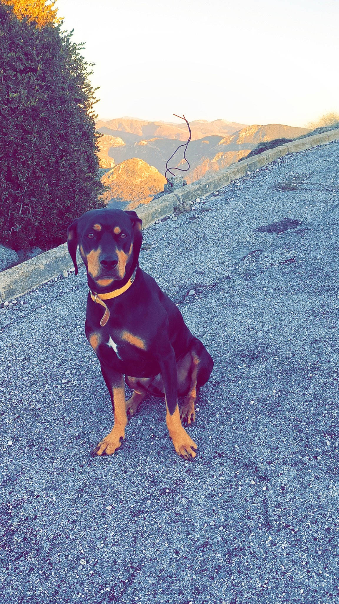 Rocky a rejoint le concours — aidez-le/la à gagner de superbes lots ! asphalt, carnivore, collar, companion_dog, dog, dog_breed, electric_blue, fawn, grass, landscape, mountain, plant, road_surface, rottweiler, sky, slope, tail, tints_and_shades, tree, working_animal