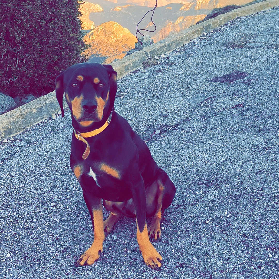 Rocky