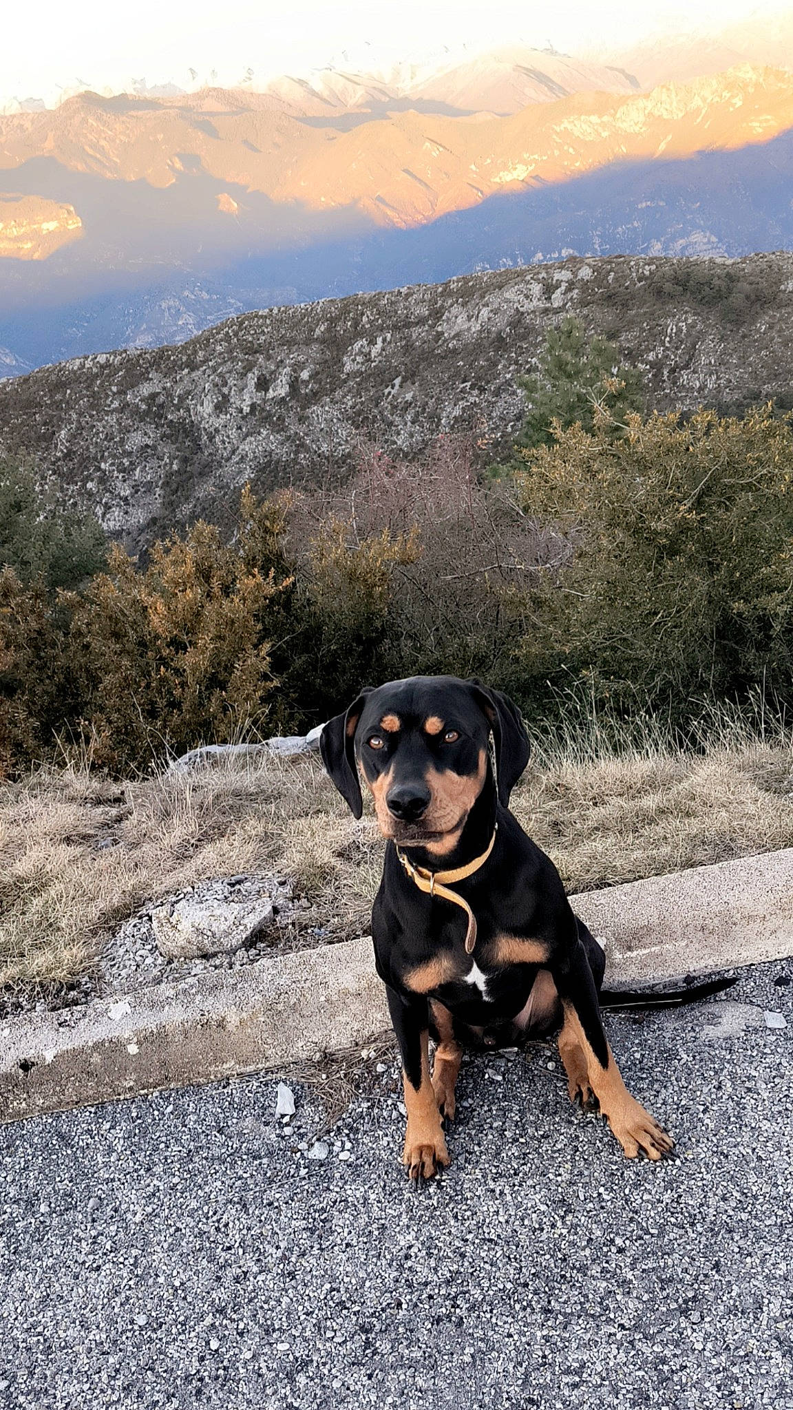 Rocky participe au concours pour gagner de l'argent avec cette photo : adventure, asphalt, canidae, carnivore, cloud, companion_dog, dog, dog_breed, fawn, hill, landscape, mountain, mountainous_landforms, plant, rock, sky, sporting_group, tree, working_animal, working_dog