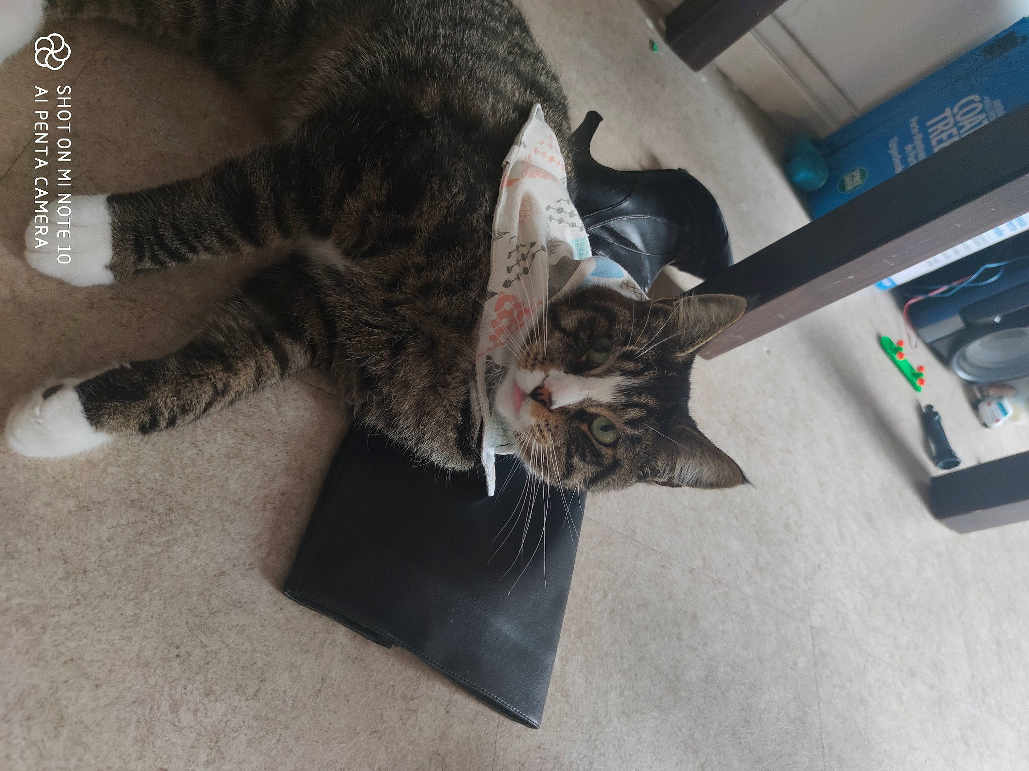 Picsous participe au concours pour gagner de l'argent avec cette photo : carnivore, cat, domestic_short_haired_cat, ear, european_shorthair, felidae, fur, kitten, paw, small_to_medium_sized_cats, snout, tabby_cat, tail, whiskers