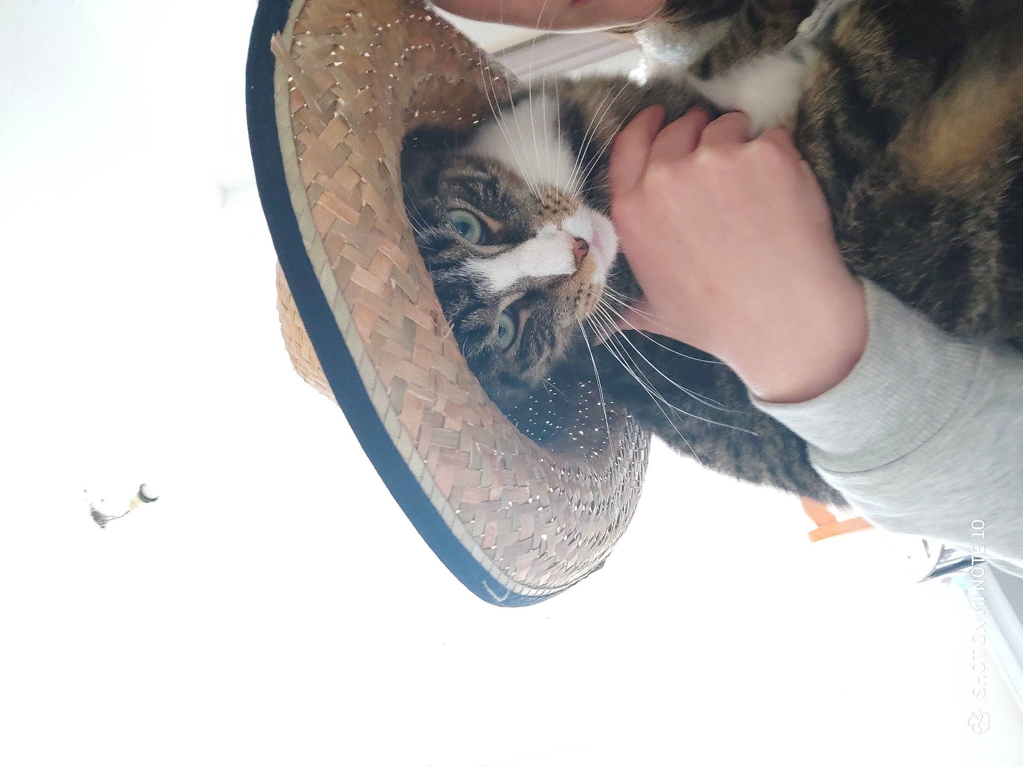 Picsous a rejoint le concours — aidez-le/la à gagner de superbes lots ! carnivore, cat, domestic_short_haired_cat, european_shorthair, felidae, footwear, fur, kitten, leg, norwegian_forest_cat, shoe, small_to_medium_sized_cats, tabby_cat, whiskers