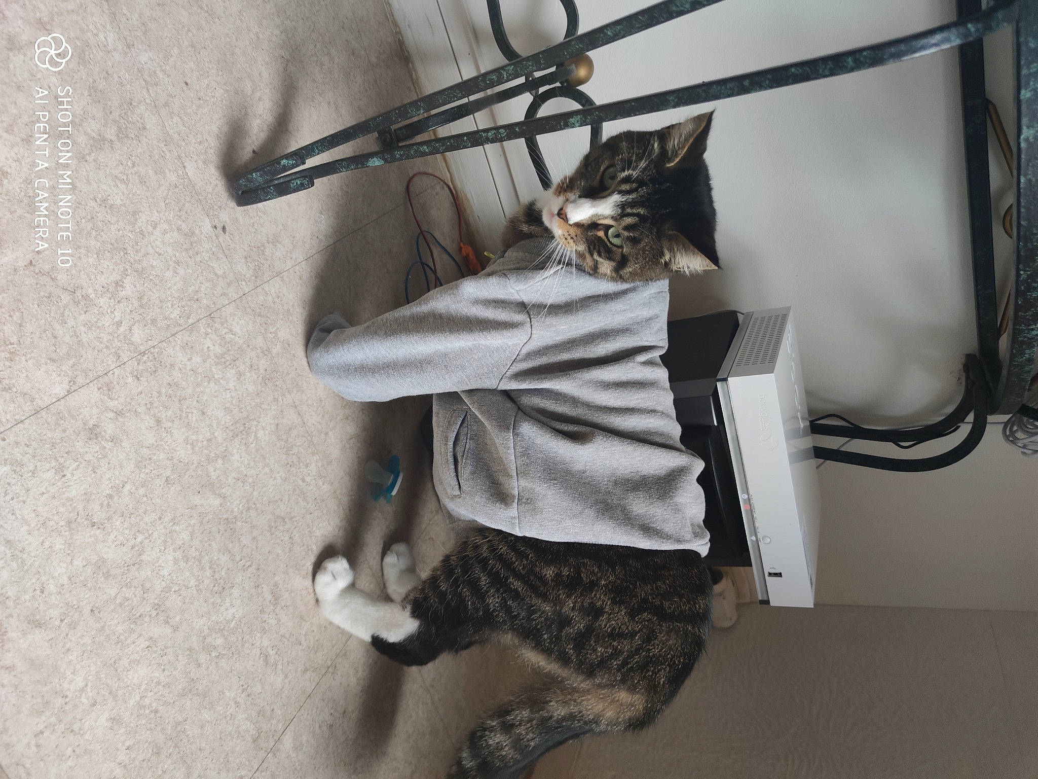 Picsous a rejoint le concours — aidez-le/la à gagner de superbes lots ! carnivore, cat, domestic_short_haired_cat, felidae, small_to_medium_sized_cats, whiskers