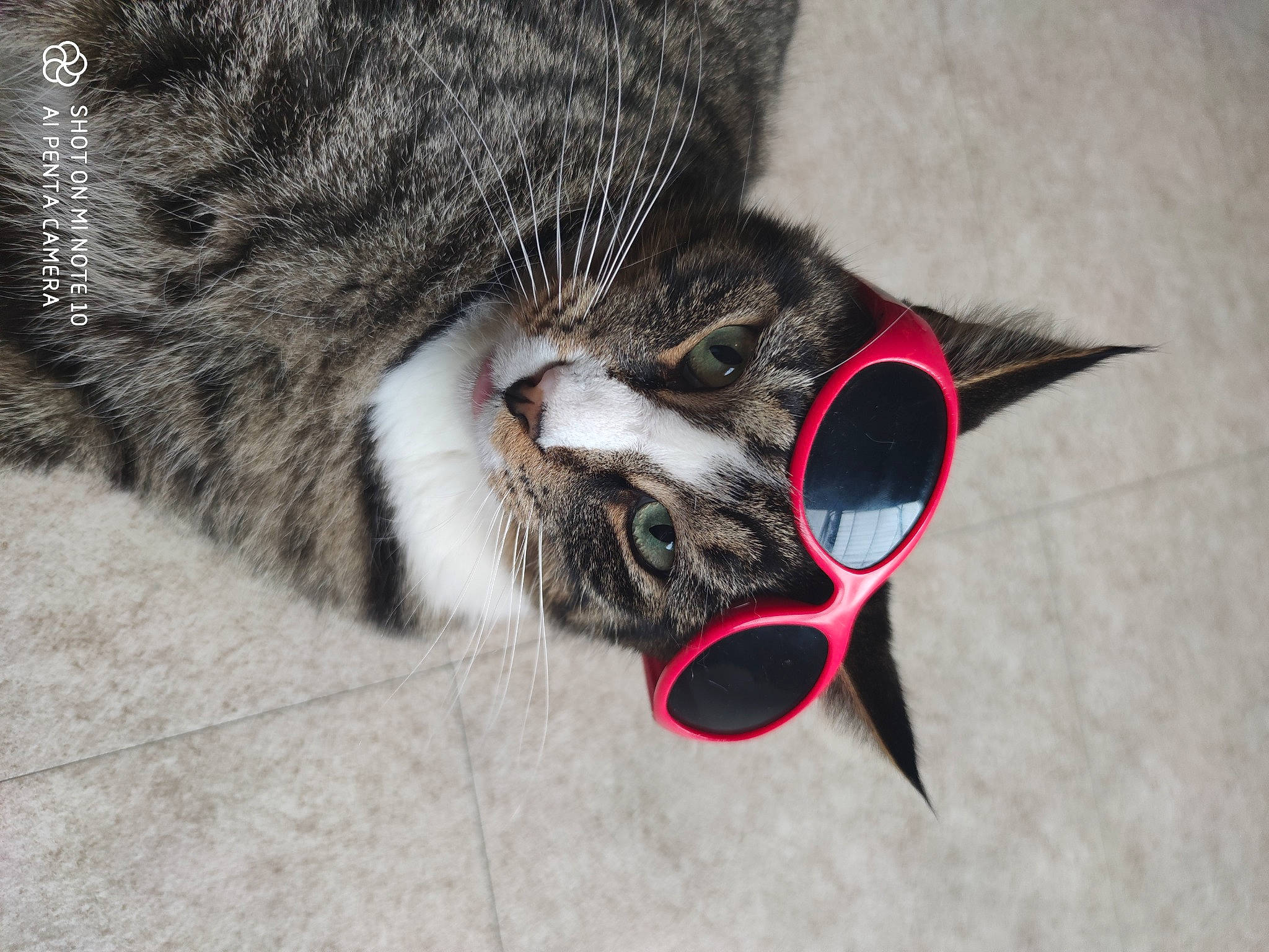Picsous participe au concours pour gagner de l'argent avec cette photo : aegean_cat, california_spangled, carnivore, cat, domestic_short_haired_cat, dragon_li, european_shorthair, eye, felidae, fur, glasses, kitten, small_to_medium_sized_cats, snout, tabby_cat, whiskers, wild_cat